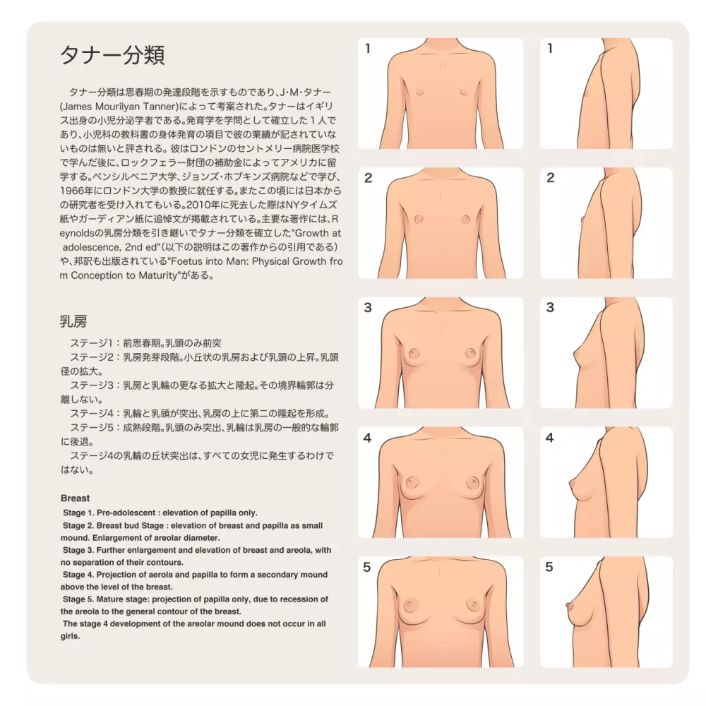 少女発育年次の傾向と展望 Page.4