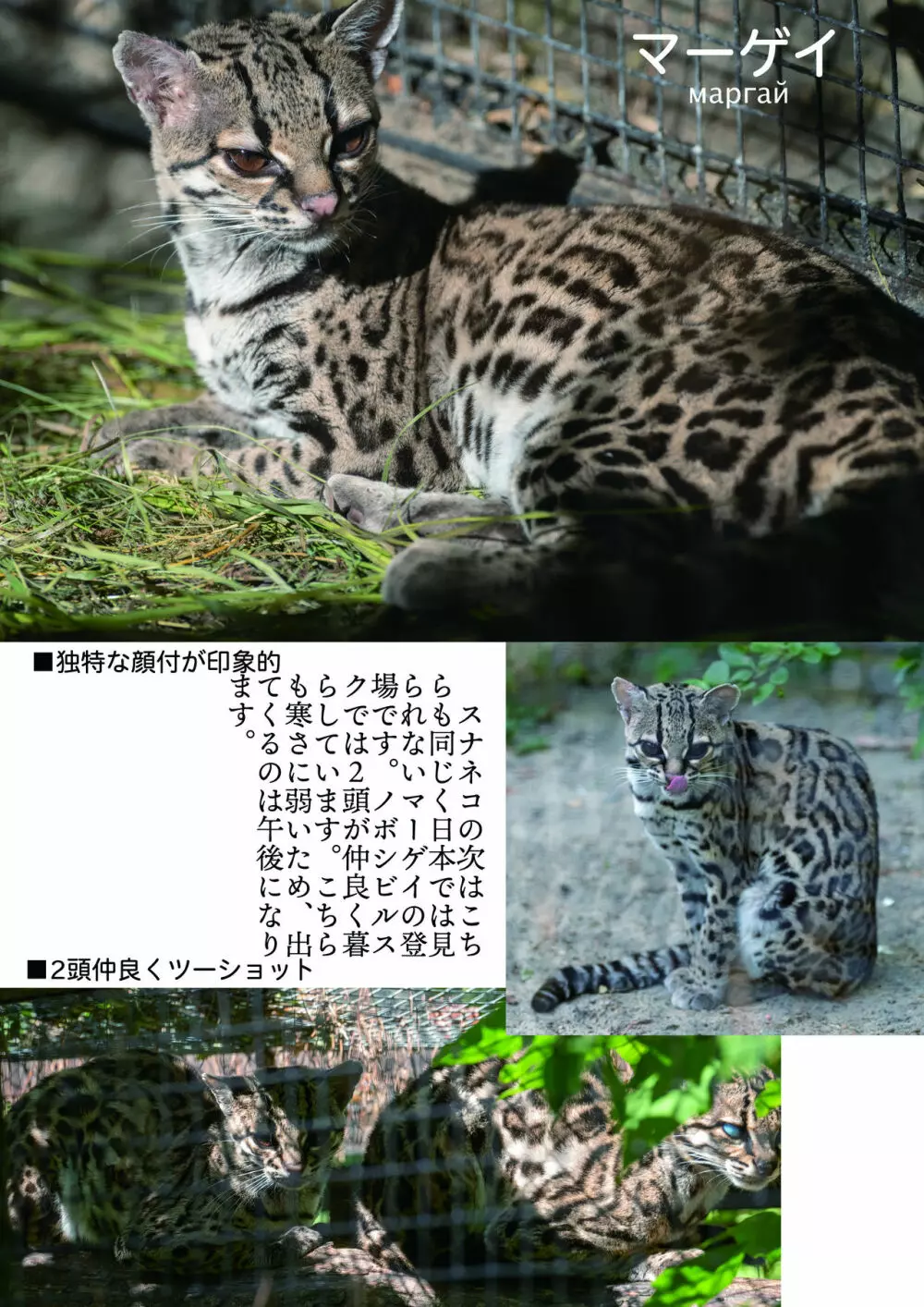 mayけものフレンズスレ合同誌2 Page.161