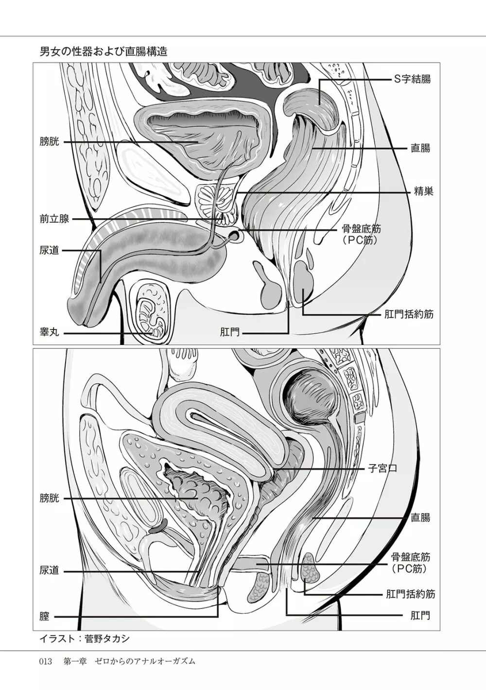 基礎から学ぶアナルオーガズム Page.15